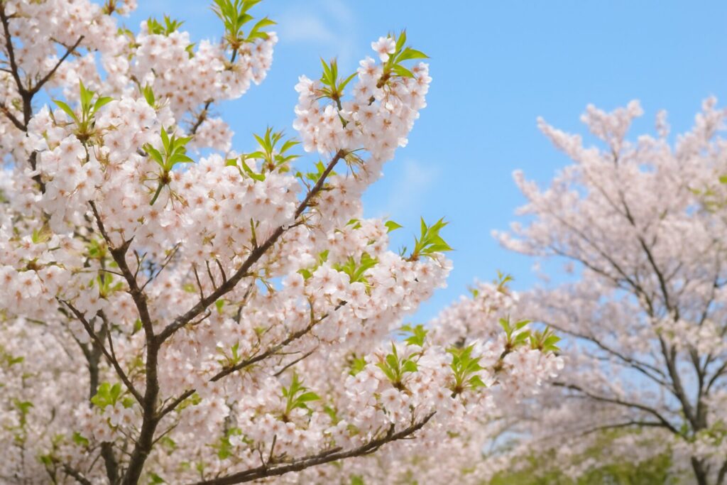 桜
