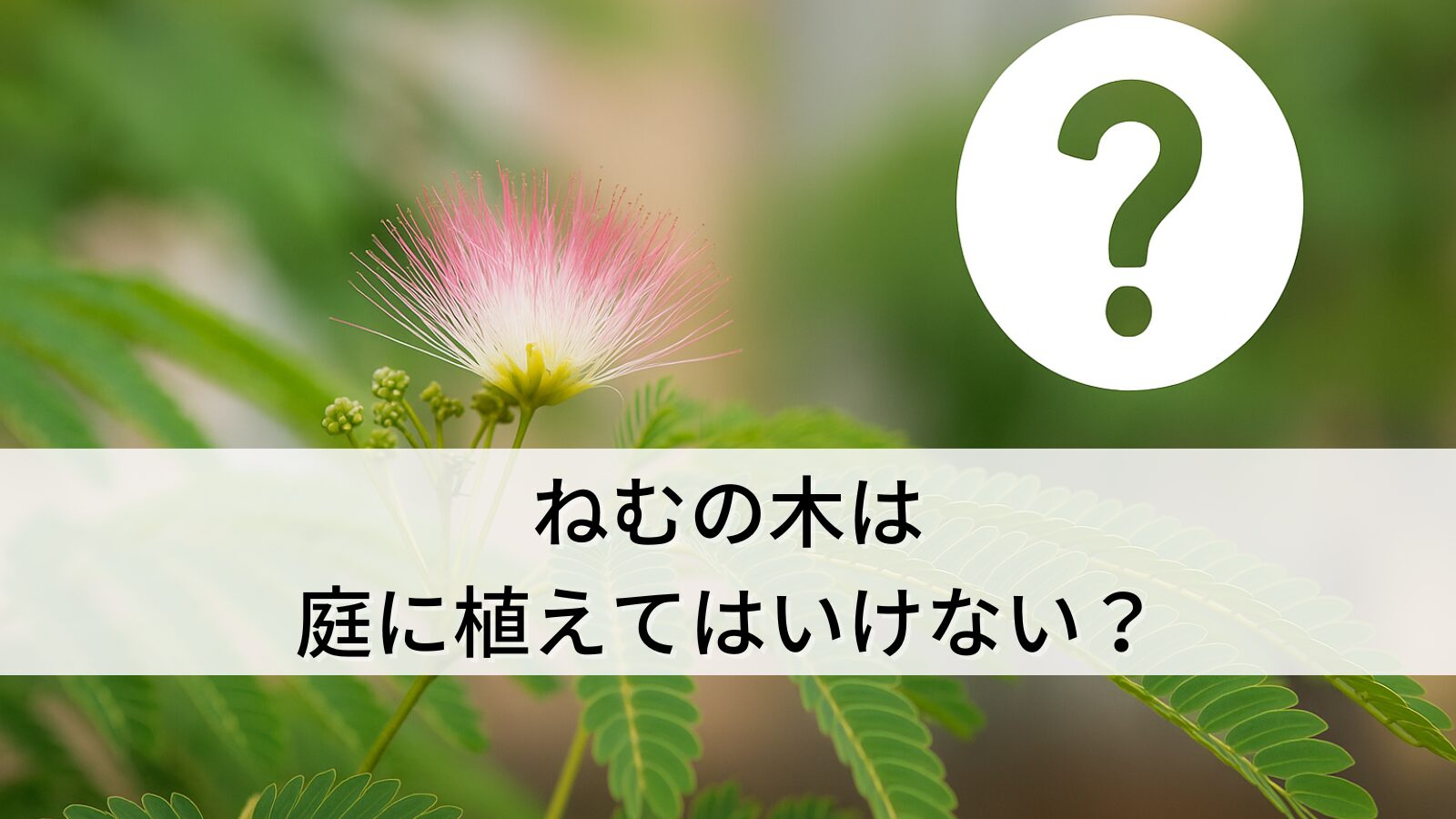 ねむの木は庭に植えてはいけない？