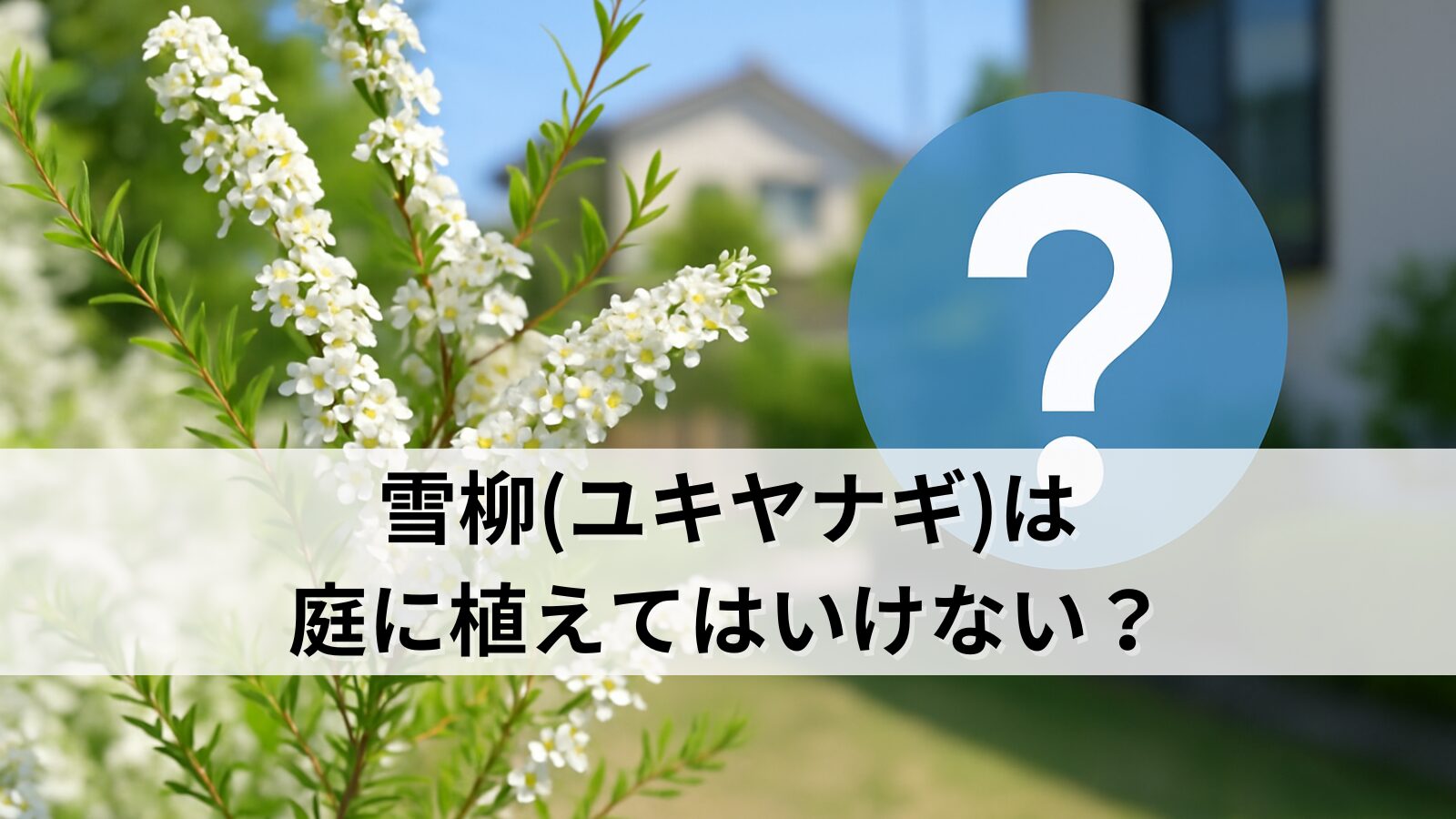 雪柳(ユキヤナギ)は庭に植えてはいけない？後悔しないために知るべき注意点と対策！