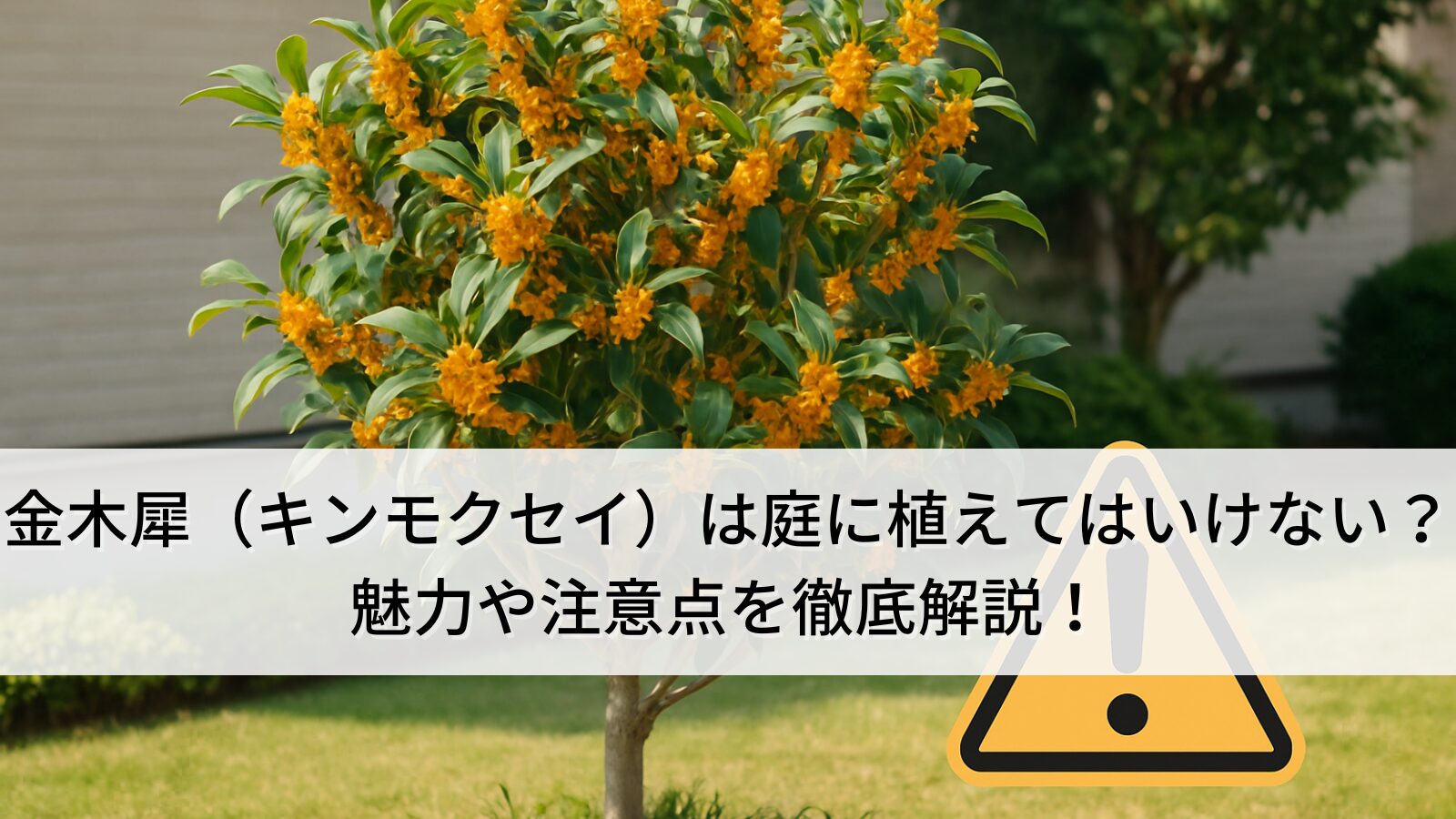 金木犀（キンモクセイ）は庭に植えてはいけない？その魅力や注意点を徹底解説！