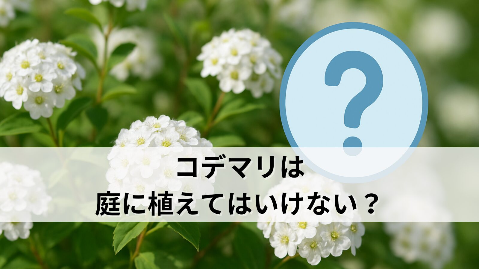 コデマリは庭に植えてはいけない？その理由と後悔しない育て方を詳しく解説！