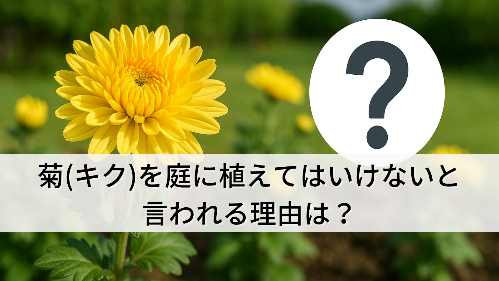 菊(キク)を庭に植えてはいけないと言われる理由は？初心者でも失敗しない方法