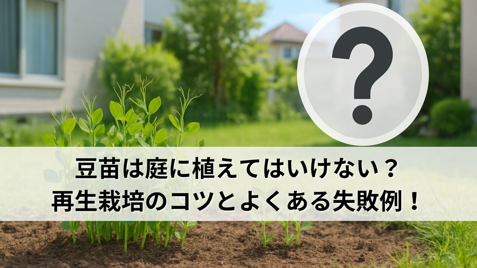 豆苗は庭に植えてはいけない？再生栽培のコツとよくある失敗例を解説！