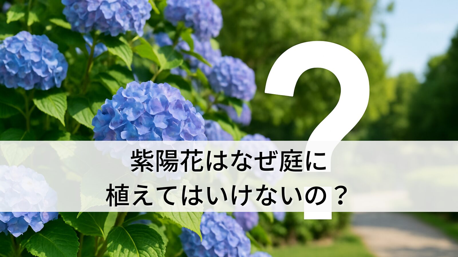 紫陽花はなぜ庭に植えてはいけないの？