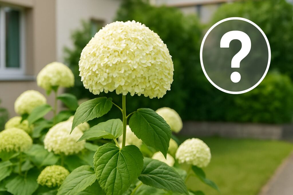 アナベルは庭に植えてはいけない?