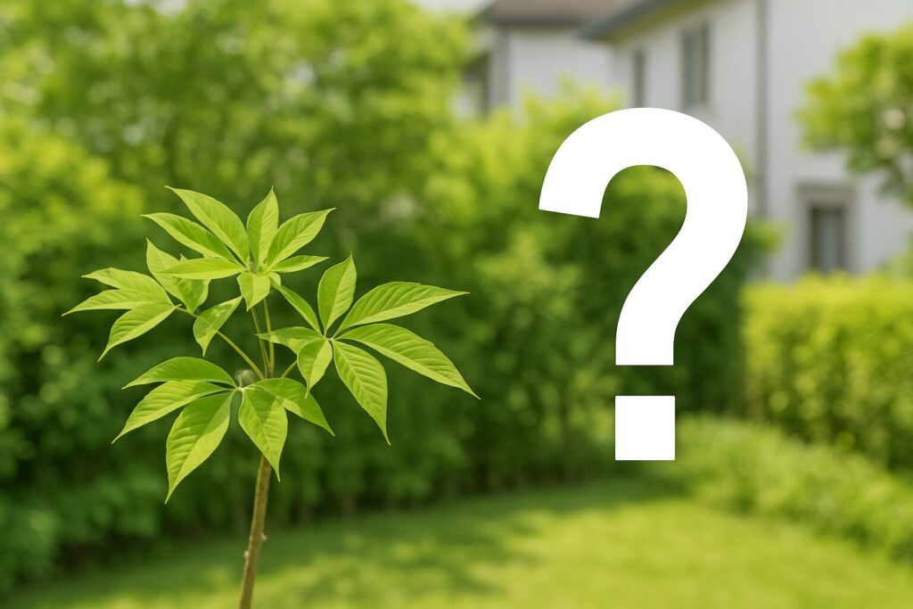 コシアブラは庭に植えてはいけない?