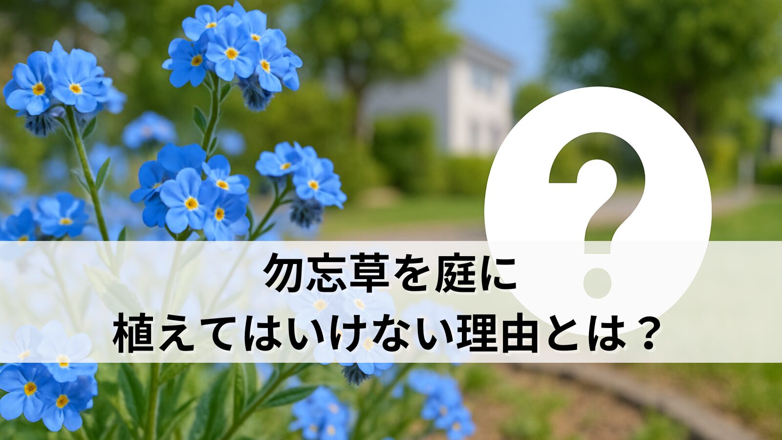 勿忘草を庭に植えてはいけないのは本当？その理由と正しい管理方法を徹底解説！ (1)