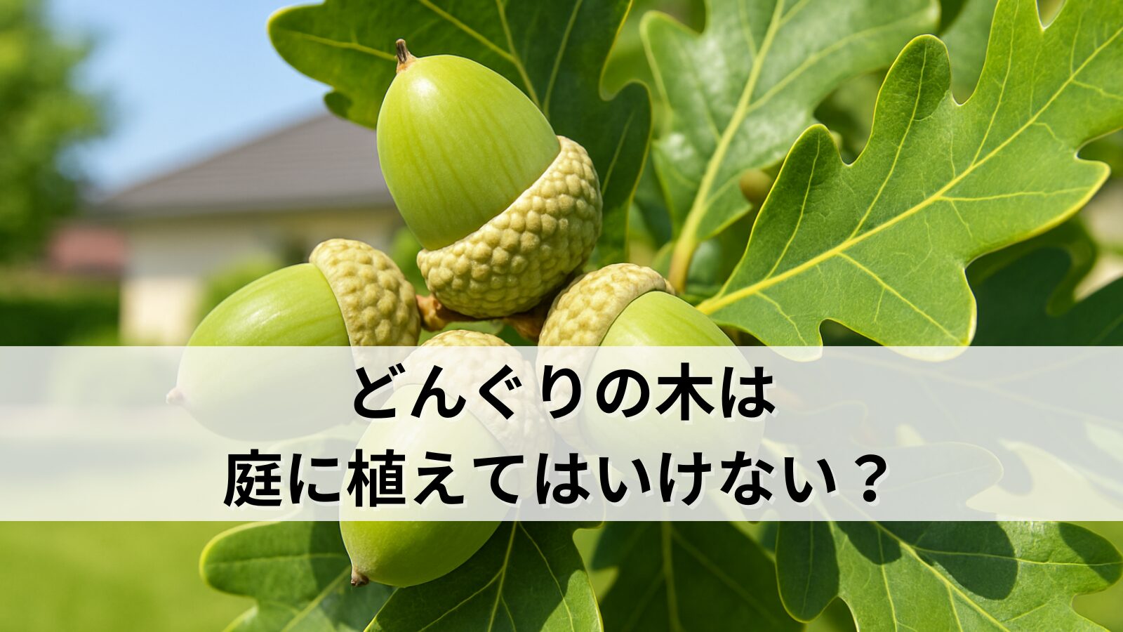 どんぐりの木は庭に植えてはいけない？