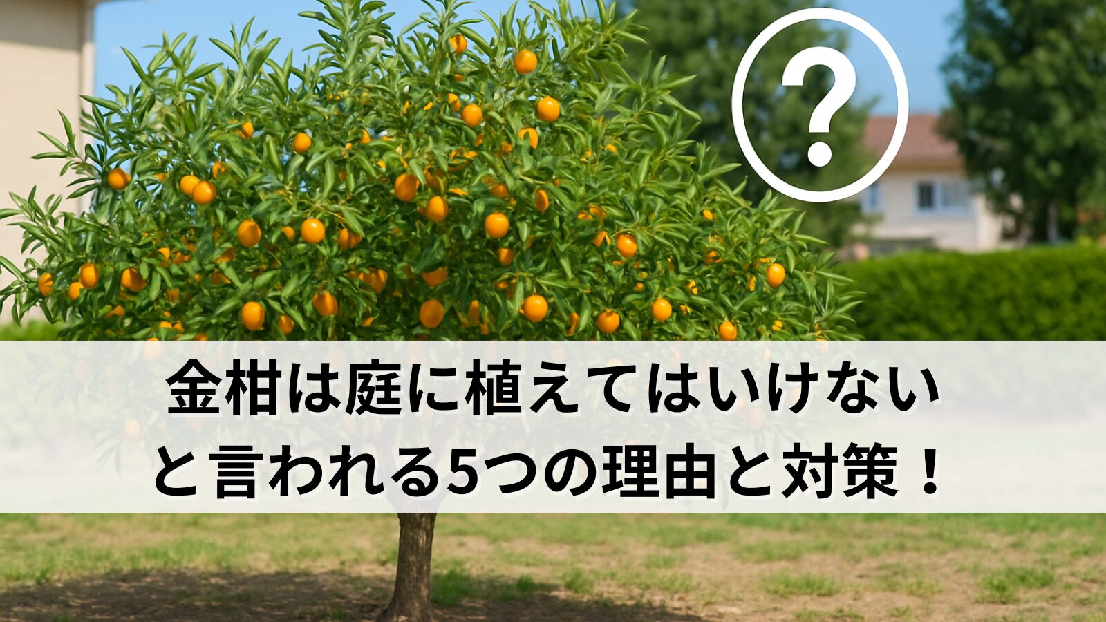 「金柑は庭に植えてはいけない」と言われる5つの理由と対策！
