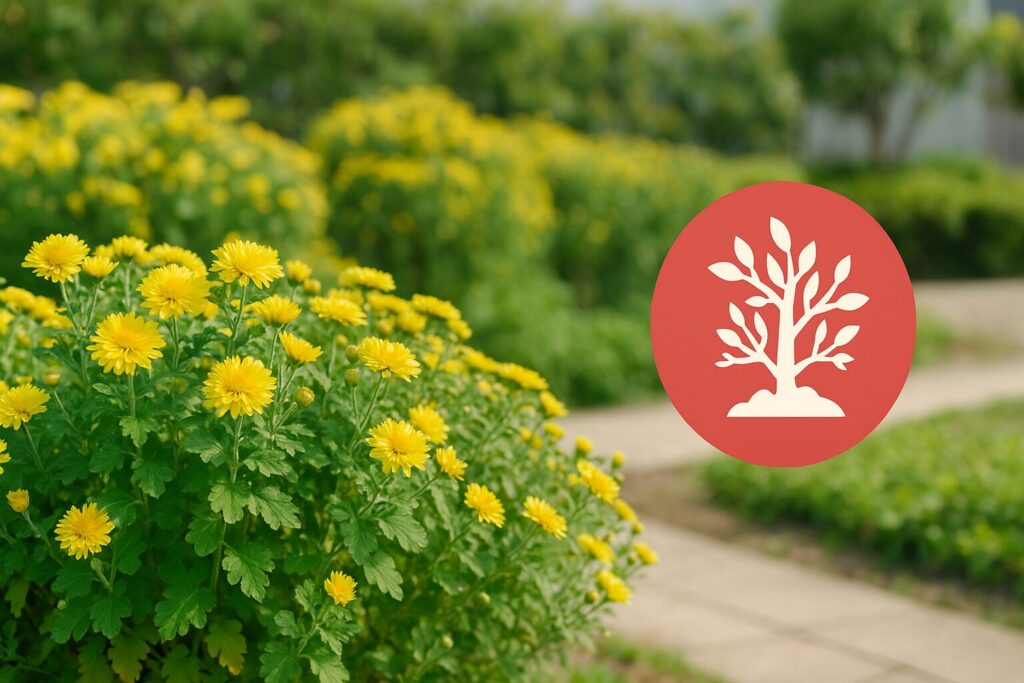 菊は植えっぱなしでもいい?