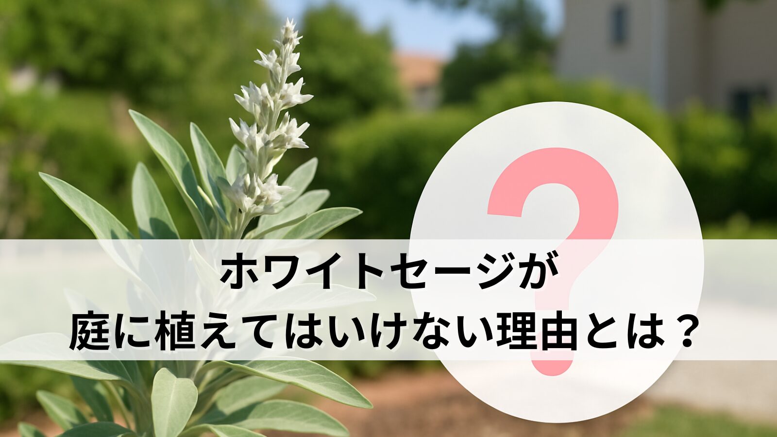 ●以下の見出し用の画像を作成してください ●サイズは1600×900pxの横長とすること ●アニメ調は避けて写真と同等のリアルな表現にすること ●背景は日常の庭や住宅街等の自然なシーンをイメージすること ●光の基調は夕日のようなものでなく、晴れた日中のような色を基調とすること。また、光が差し込むイメージではなく、全方向から、全体に光が行きわたって影ができないような爽やかなイメージとすること。 ●ただし、太陽があると眩しすぎるし、影ができてしまうので不要です。全体に光が行きわたって爽やかな明るいイメージになるようにしてください。 ●見出し用のタイトルは不要です。 ●必要に応じてアイコンを挿入すること。ただし、アイコン以外は写真のままにすること。ただし、文字は入れてはいけません。 ●この記事のキーワードは「ホワイトセージ 庭に植えてはいけない」のため、基本的に庭植えをイメージすること ●同じ木の写真作成を何度も指示するので、アップにしたり、引きで作成したり、毎回同じような写真にならないよう工夫すること ホワイトセージのメリット・デメリットまとめ　※メリット・デメリットのアイコンをいれて