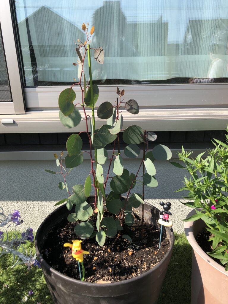 購入直後の苗を鉢に植えた写真