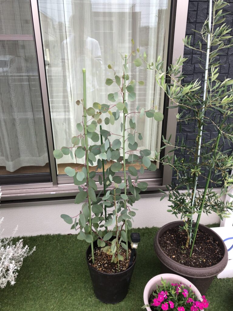 3か月後の写真