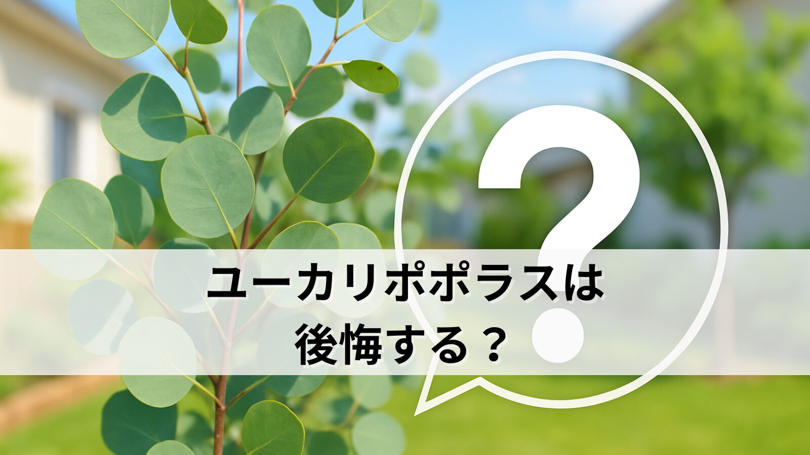 ユーカリポポラスは後悔する？庭植え・地植えで失敗しない選定と育て方のコツ【7年育てた実体験も】
